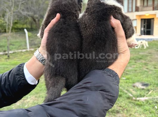 Safkan Amerikan Akita Yavrular görsel