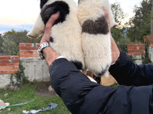 Safkan Amerikan Akita Yavrular görsel
