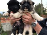 Safkan Amerikan Akita Yavrular