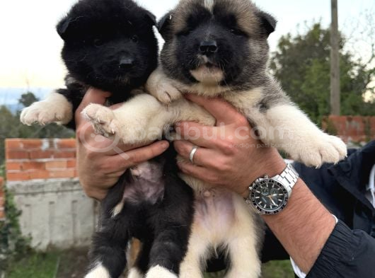 Safkan Amerikan Akita yavrular