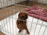 Bodrum Toy Poodle Yavru
