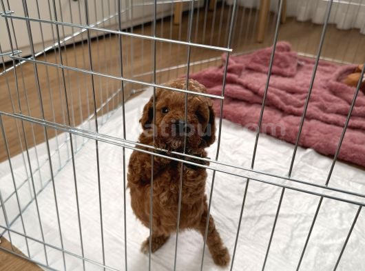Bodrum Toy Poodle Yavru görsel