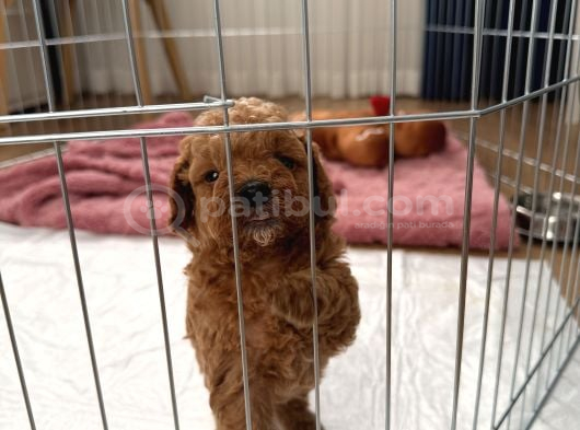 Bodrum Toy Poodle Yavru görsel