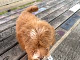 Maltipoo
