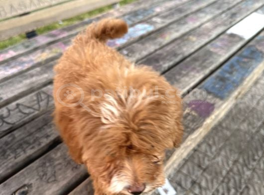 Maltipoo görsel