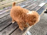 Maltipoo