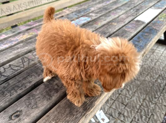 Maltipoo görsel