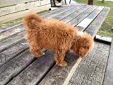 Maltipoo