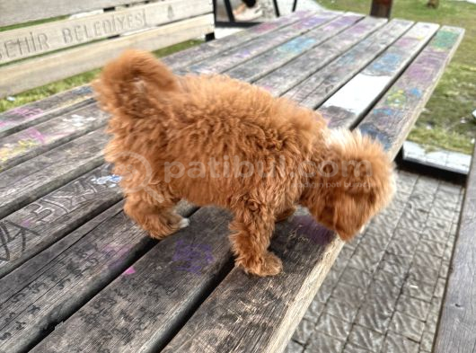 Maltipoo görsel
