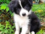 Si̇yah Beyaz Border Collie