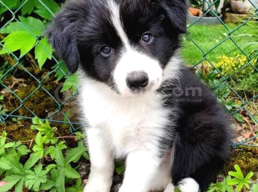 Si̇yah Beyaz Border Collie görsel