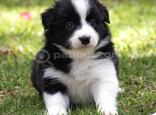 Si̇yah Beyaz Border Collie görsel