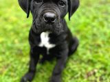 Black Cane Corso Asaleti̇n Gücü