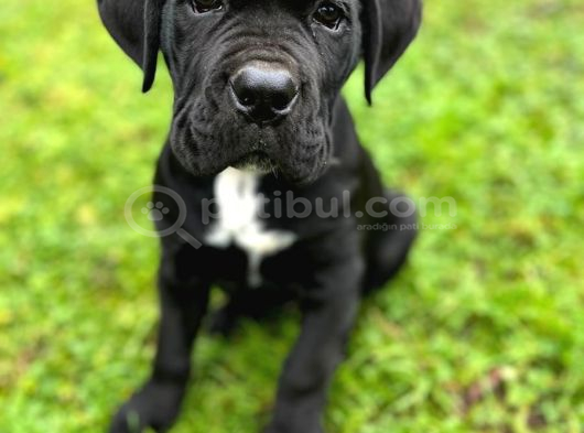 Black Cane Corso Asaleti̇n Gücü görsel