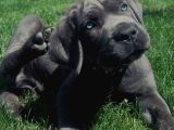 Blue Cane Corso