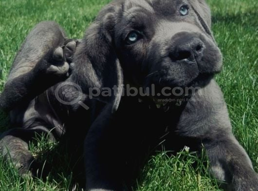 BLUE CANE CORSO