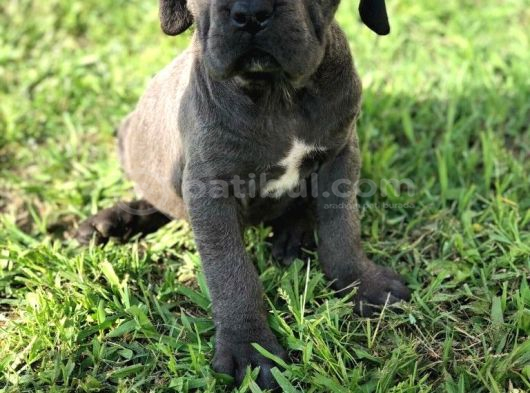 Blue Cane Corso görsel