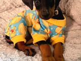 Doberman Sessi̇z Güç Saf Asalet