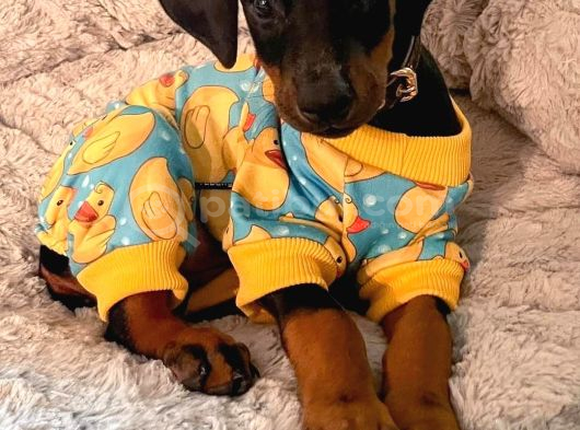 Doberman Sessi̇z Güç Saf Asalet görsel