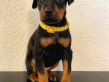 Doberman Sessi̇z Güç Saf Asalet