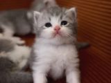 British Longhair Kedi Yavruları
