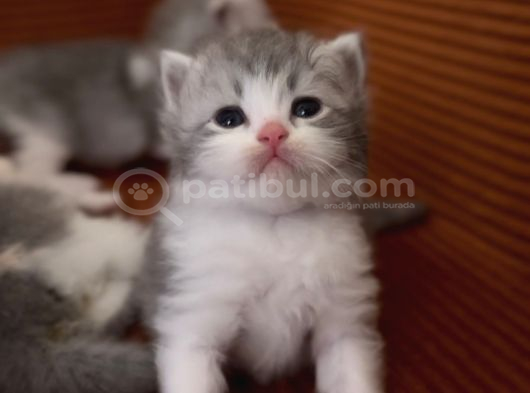 British Longhair Kedi Yavruları görsel