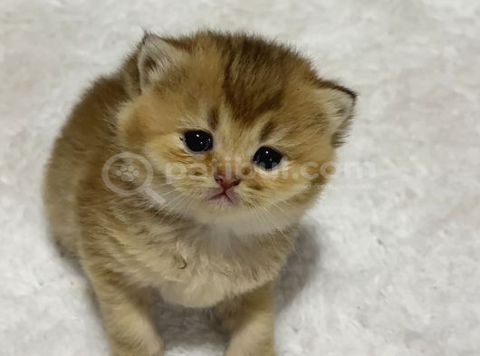 Ayı Kafa Golden Bebekler görsel