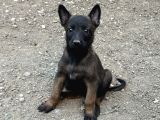 Koyu Maskeli Belçika Malinois Yavrular