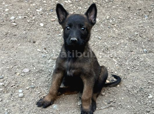 Koyu Maskeli Belçika Malinois Yavrular görsel