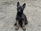 Koyu Maskeli Belçika Malinois Yavrular