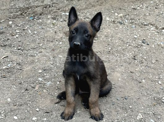 Koyu Maskeli Belçika Malinois Yavrular görsel
