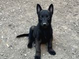 Koyu Maskeli Belçika Malinois Yavrular