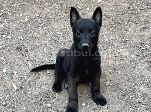 Koyu Maskeli Belçika Malinois Yavrular
