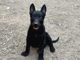 Koyu Maskeli Belçika Malinois Yavrular