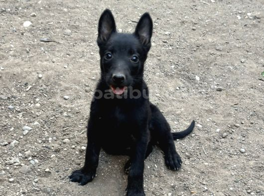 Koyu Maskeli Belçika Malinois Yavrular görsel