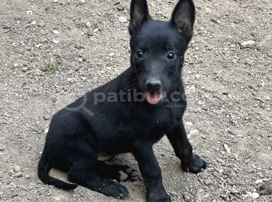 Koyu Maskeli Belçika Malinois Yavrular görsel