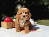 Sevimli Maltipoo Üst Kalite Yavrular