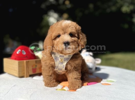 Sevimli Maltipoo Üst Kalite Yavrular görsel