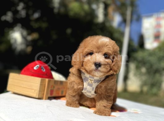 Sevimli Maltipoo Üst Kalite Yavrular görsel