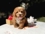 Sevimli Maltipoo Üst Kalite Yavrular
