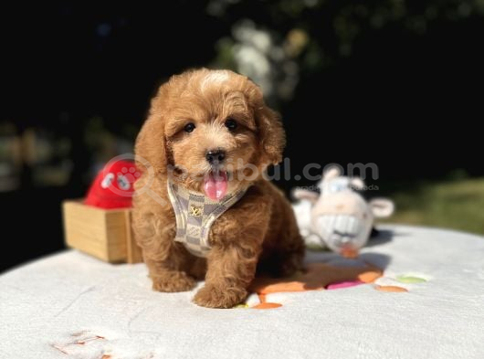 Sevimli Maltipoo Üst Kalite Yavrular görsel