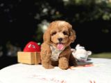 Sevimli maltipoo üst kalite yavrular
