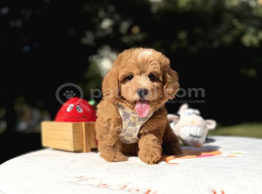 Sevimli Maltipoo Üst Kalite Yavrular
