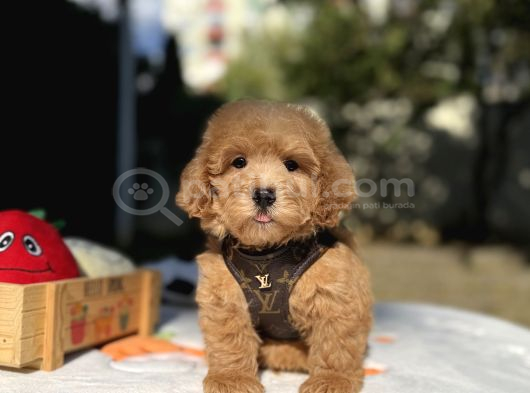 Mini Maltipoo Güzel Yüzlü Bebekler görsel