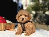 Mini Maltipoo Güzel Yüzlü Bebekler