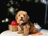 Mini maltipoo güzel yüzlü bebekler