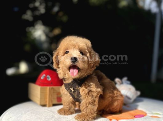 Mini Maltipoo Güzel Yüzlü Bebekler