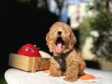 Mini Maltipoo Güzel Yüzlü Bebekler