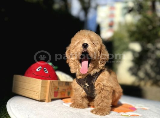 Mini Maltipoo Güzel Yüzlü Bebekler görsel