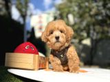 Mini Maltipoo Güzel Yüzlü Bebekler